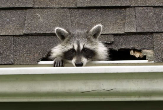 roof raccoon