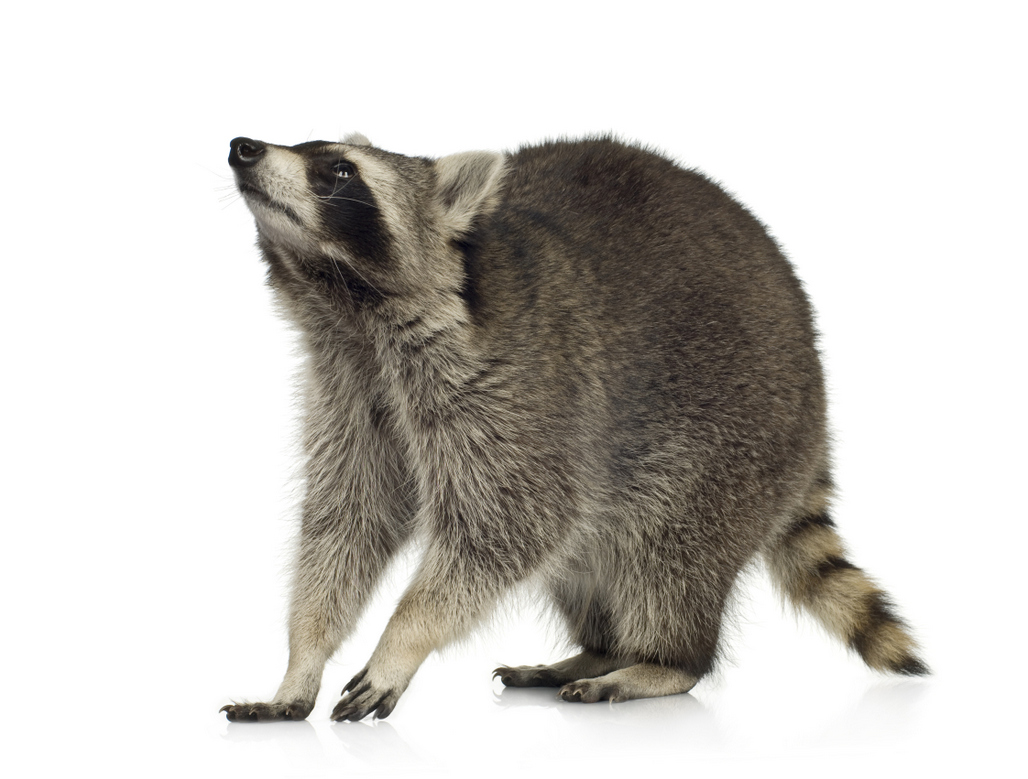 Raccoons - Wildlife Animal Control | Trapping, Removal & Prevention | ALL  ABOUT WILDLIFE CONTROL