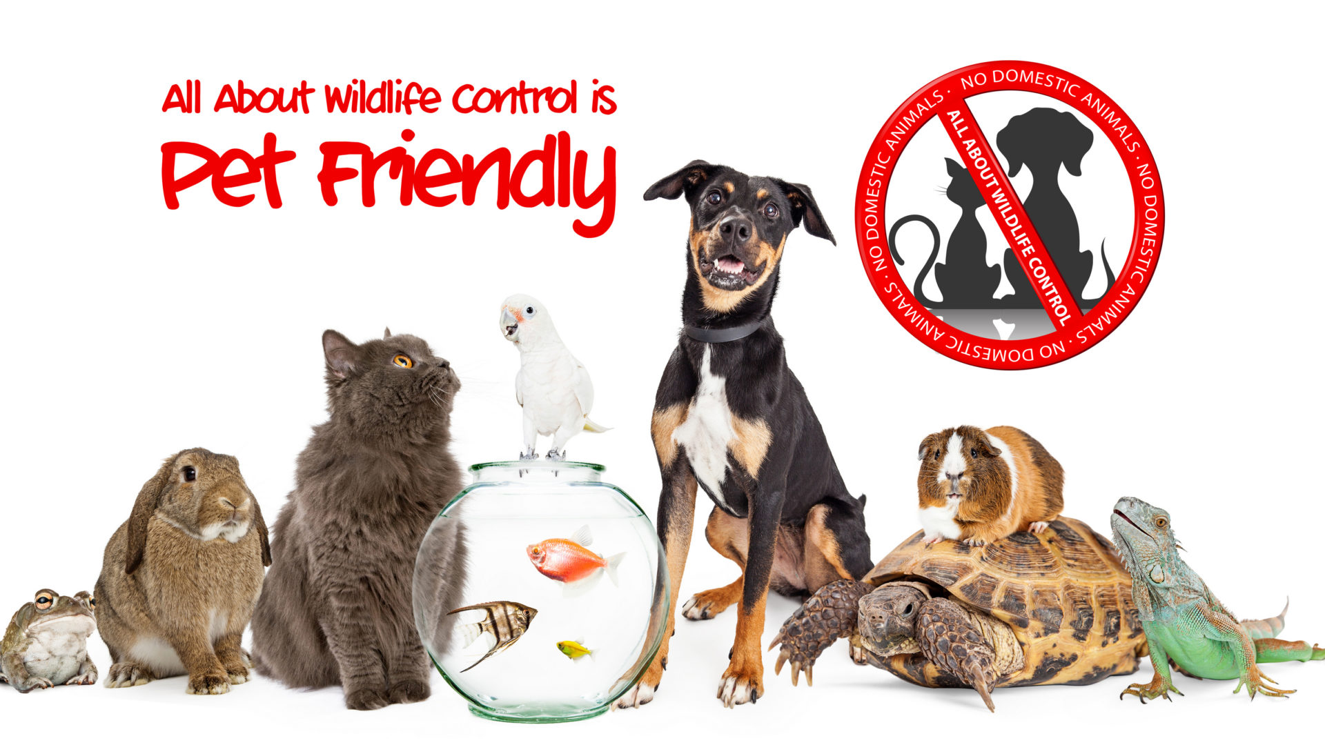 HUMANE ANIMAL CONTROL - Wildlife Animal Control | Trapping, Removal &  Prevention | ALL ABOUT WILDLIFE CONTROL