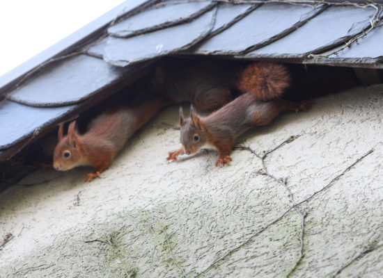 Squirrels Invading the Home