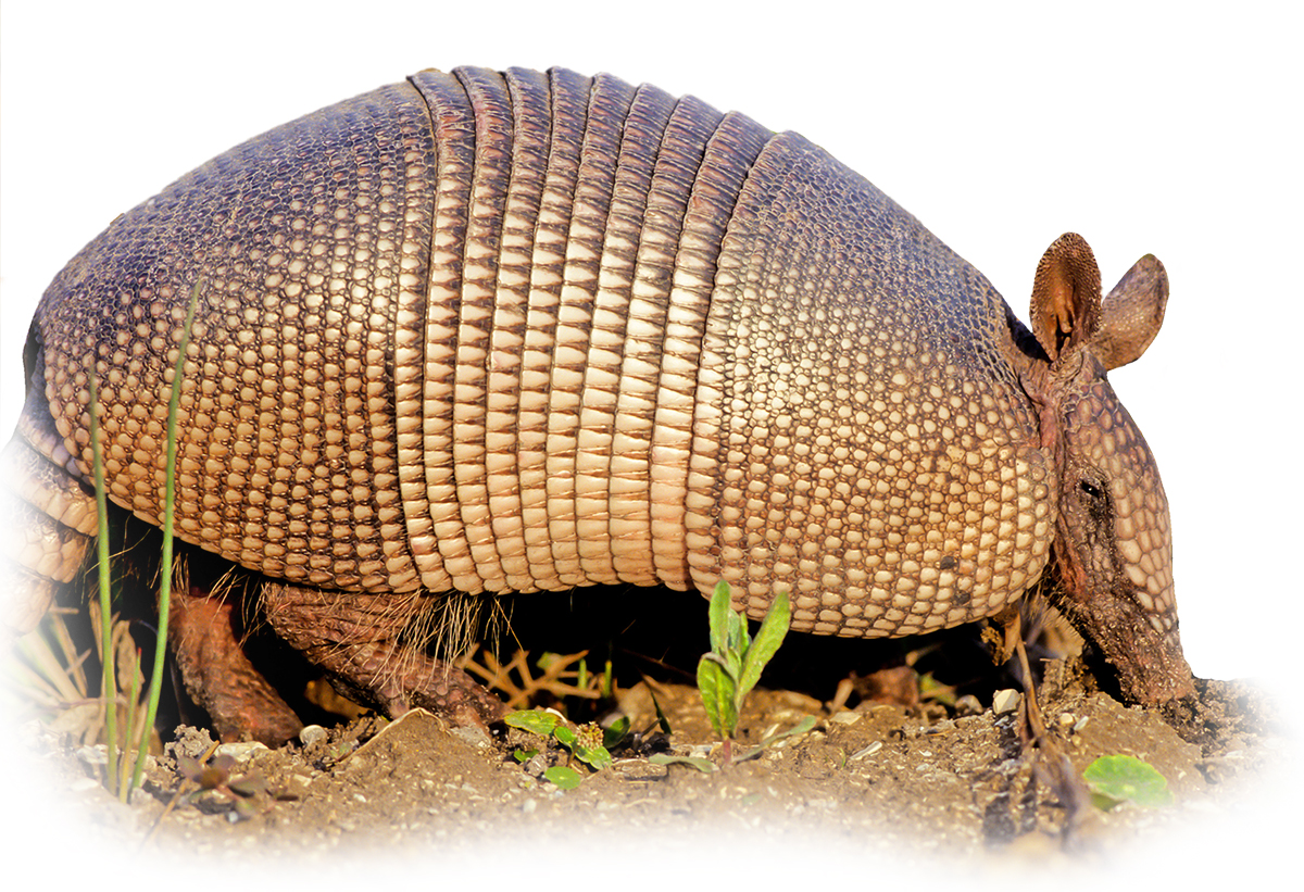 Armadillos - Wildlife Animal Control | Trapping, Removal & Prevention | ALL  ABOUT WILDLIFE CONTROL