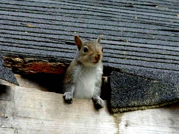 squirrel roof