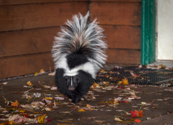 Custom Skunk Removal