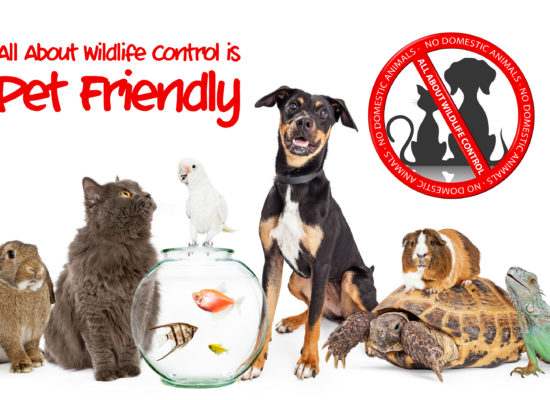 All About Wildlife Control is Pet Friendly - NO DOMESTIC ANIMALS