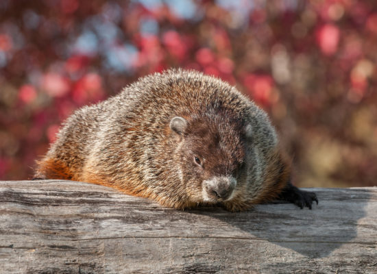 Custom Woodchuck Removal