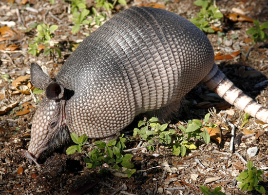 Custom Nine Banded Armadillo Removal